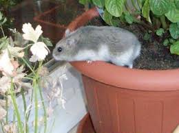 La mia cricetina era uguale a questo!